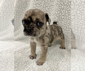French Bulldog Puppy for sale in CHARLESTON, SC, USA