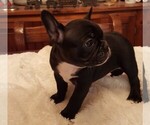Small Photo #12 French Bulldog Puppy For Sale in LAKE BUTLER, FL, USA