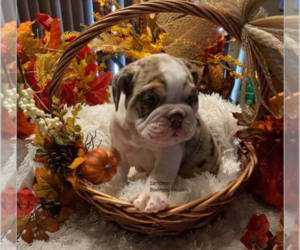 English Bulldog Puppy for sale in CASSVILLE, MO, USA