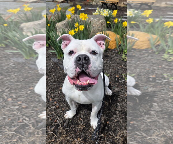 Medium Photo #2 Bulldog-Unknown Mix Puppy For Sale in Rockaway, NJ, USA