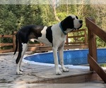 Small Photo #1 Great Dane Puppy For Sale in LANSING, MI, USA