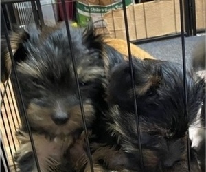 Yorkshire Terrier Puppy for Sale in NEWBURGH, Indiana USA
