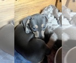 Small Photo #27 Dachshund Puppy For Sale in LAKEBAY, WA, USA