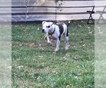 Small Photo #2 American Pit Bull Terrier Puppy For Sale in WESTHAMPTON, MA, USA