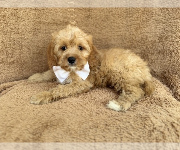 Medium Photo #7 Cavapoo (Miniature) Puppy For Sale in LAKELAND, FL, USA