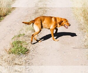 Father of the Labrador Retriever puppies born on 05/23/2025