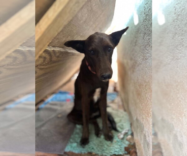 Medium Photo #2 Mutt Puppy For Sale in Stratham, NH, USA