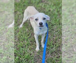 Chihuahua-Unknown Mix Dogs for adoption in Wakefield, RI, USA