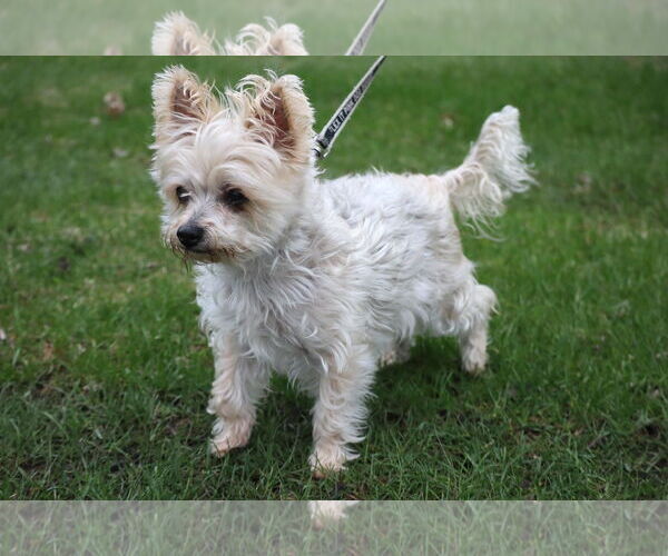 Medium Photo #3 Maltese-Unknown Mix Puppy For Sale in Princeton, MN, USA