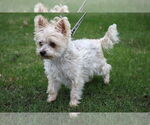 Small #2 Maltese Mix
