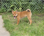 Small Photo #4 Shiba Inu Puppy For Sale in MILWAUKEE, WI, USA