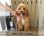 Small Photo #1 Cavapoo Puppy For Sale in CLARKRANGE, TN, USA