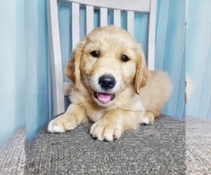 Golden Retriever Dog for Adoption in GOSHEN, Indiana USA