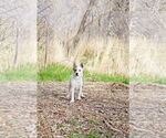 Small #10 Huskies  Mix