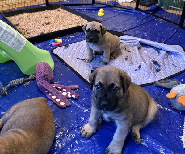Medium Photo #7 Boerboel Puppy For Sale in harrisburg, NC, USA
