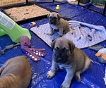 Small #6 Boerboel