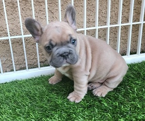 French Bulldog Puppy for sale in LAS VEGAS, NV, USA