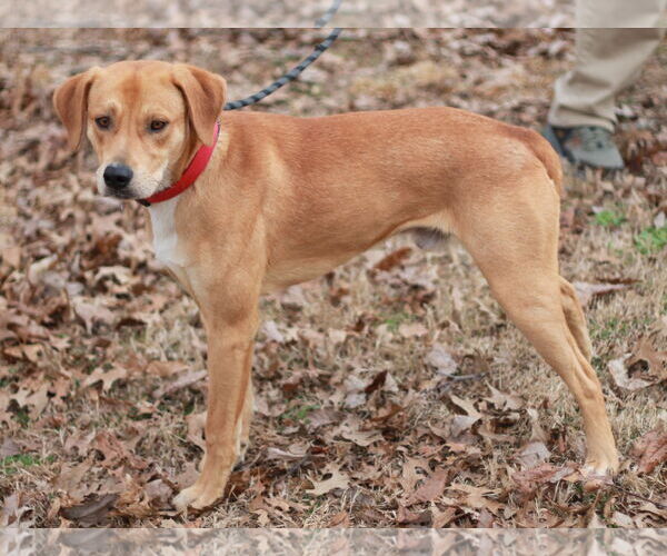 Medium Photo #3 Mountain Cur-Unknown Mix Puppy For Sale in Cookeville, TN, USA