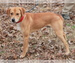 Small #2 Mountain Cur Mix