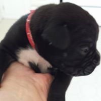 Medium Photo #1 Boxer Puppy For Sale in TROY, VA, USA