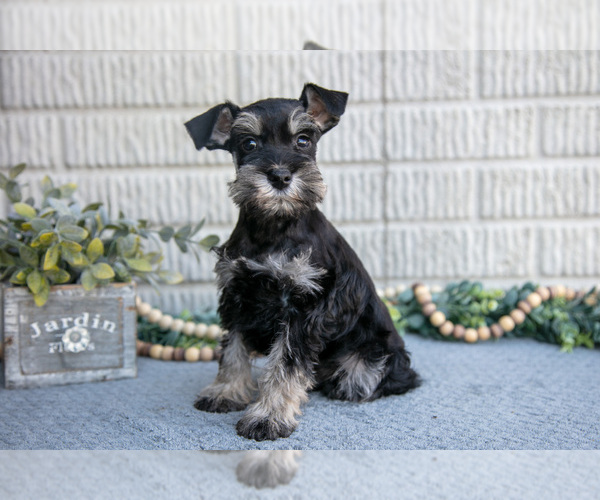 Medium Photo #1 Schnauzer (Miniature) Puppy For Sale in BALTIC, OH, USA