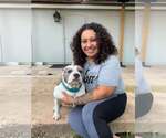 Small #2 American Pit Bull Terrier