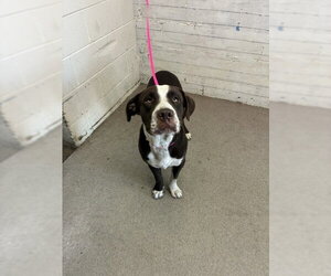 Labrador Retriever-Unknown Mix Dogs for adoption in San Bernardino, CA, USA