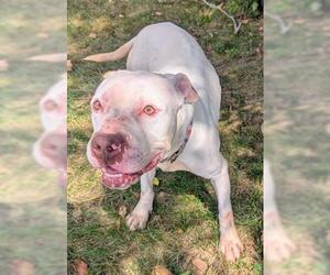 American Pit Bull Terrier Dogs for adoption in Akron, OH, USA