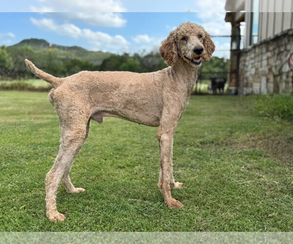 Medium Photo #2 Poodle (Standard) Puppy For Sale in PIPE CREEK, TX, USA