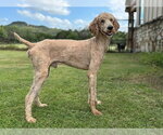 Small #1 Poodle (Standard)