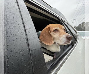 Beagle Dogs for adoption in Mooresville, NC, USA
