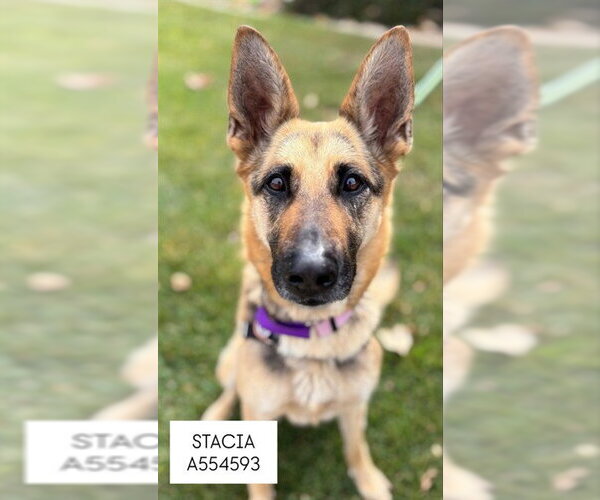 Medium Photo #1 German Shepherd Dog Puppy For Sale in Santa Maria, CA, USA