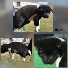Akita Puppy for sale in MUSCATINE, IA, USA