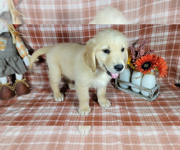 Medium Photo #7 Golden Retriever Puppy For Sale in FALCON, CO, USA