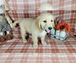 Small Photo #46 Golden Retriever Puppy For Sale in FALCON, CO, USA