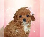 Puppy Puppy 1 Cavachon
