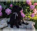 Small #5 Belgian Sheepdog