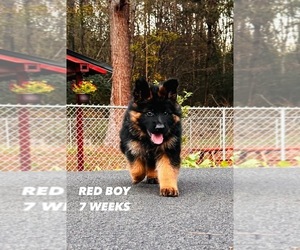 German Shepherd Dog Puppy for sale in GADSDEN, AL, USA
