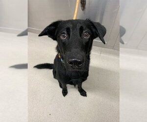 Labrador Retriever-Unknown Mix Dogs for adoption in Fairbanks, AK, USA