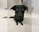 Small Labrador Retriever Mix