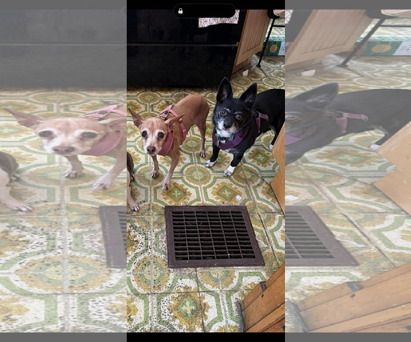 Medium Photo #6 Chihuahua Puppy For Sale in Middlesex, VT, USA