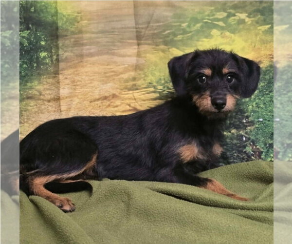 Medium Photo #3 Cairn Terrier-Miniature Pinscher Mix Puppy For Sale in Lakewood, CO, USA