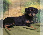 Small Photo #3 Cairn Terrier-Miniature Pinscher Mix Puppy For Sale in Lakewood, CO, USA