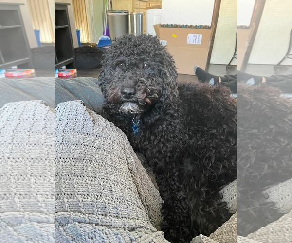 Medium Photo #4 Poodle (Miniature)-Unknown Mix Puppy For Sale in Westwood, NJ, USA