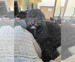 Small #3 Poodle (Miniature) Mix