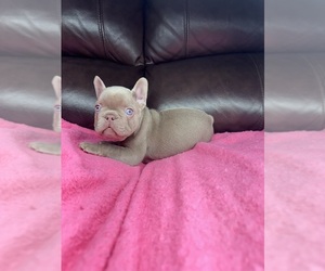 French Bulldog Puppy for sale in SACRAMENTO, CA, USA