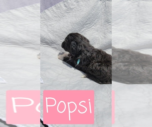 Medium Photo #5 Aussiedoodle Puppy For Sale in LITHIA, FL, USA