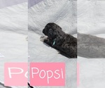 Small Photo #5 Aussiedoodle Puppy For Sale in LITHIA, FL, USA