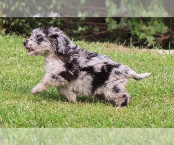 Medium Photo #2 Aussiedoodle Miniature  Puppy For Sale in MARION CENTER, PA, USA