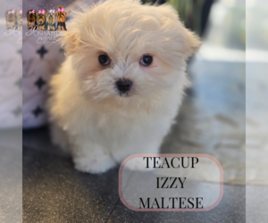 Maltese Puppy for Sale in ELMHURST, Illinois USA